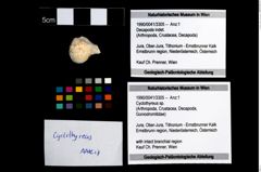 Foto (Objekt + Etikett) von Cyclothyreus sp.  (NHMW-GEO-1990-0041-3305)